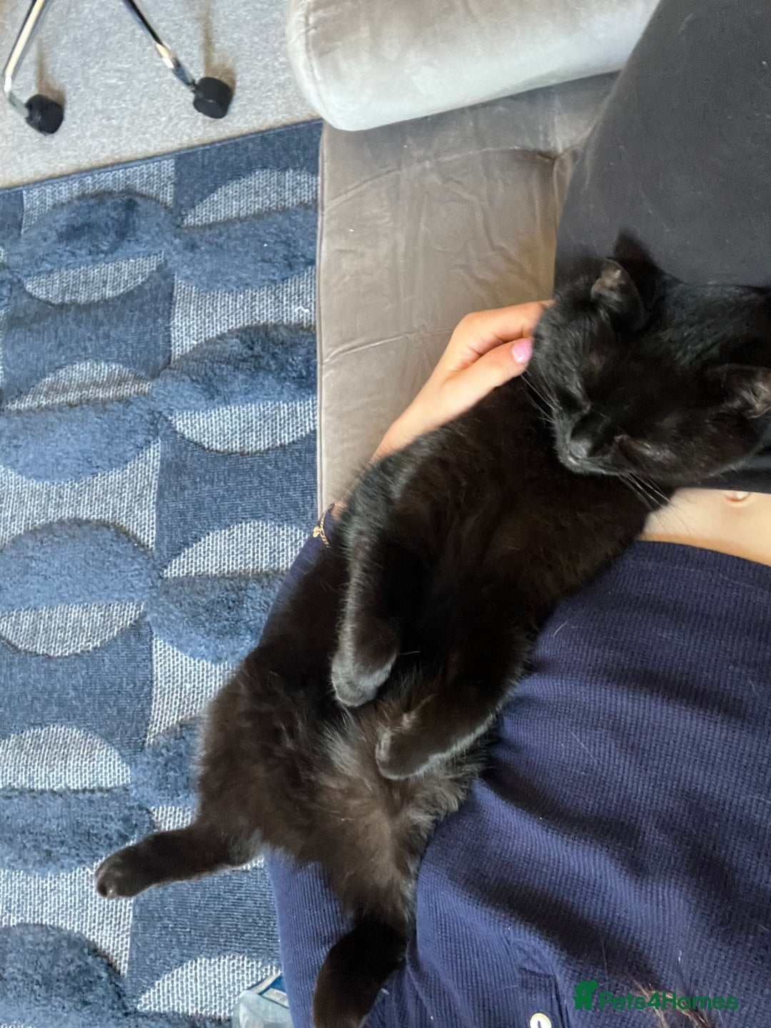 British Shorthair cats for sale: 3 year old very social cat - Image 3