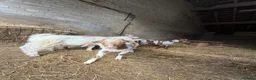 Goats livestock for sale: Billy goats  - Advert 4