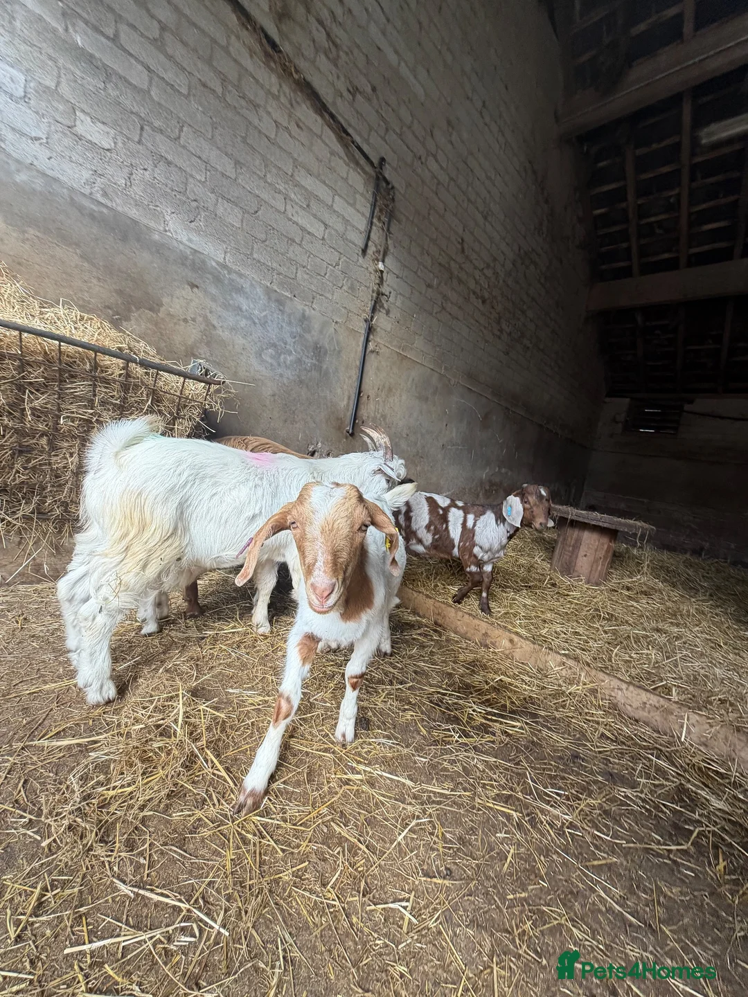 Goats livestock for sale: Billy goats  - Advert 4