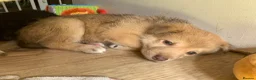 Mixed Breed dogs for sale: Collie mix male pup - Advert 3