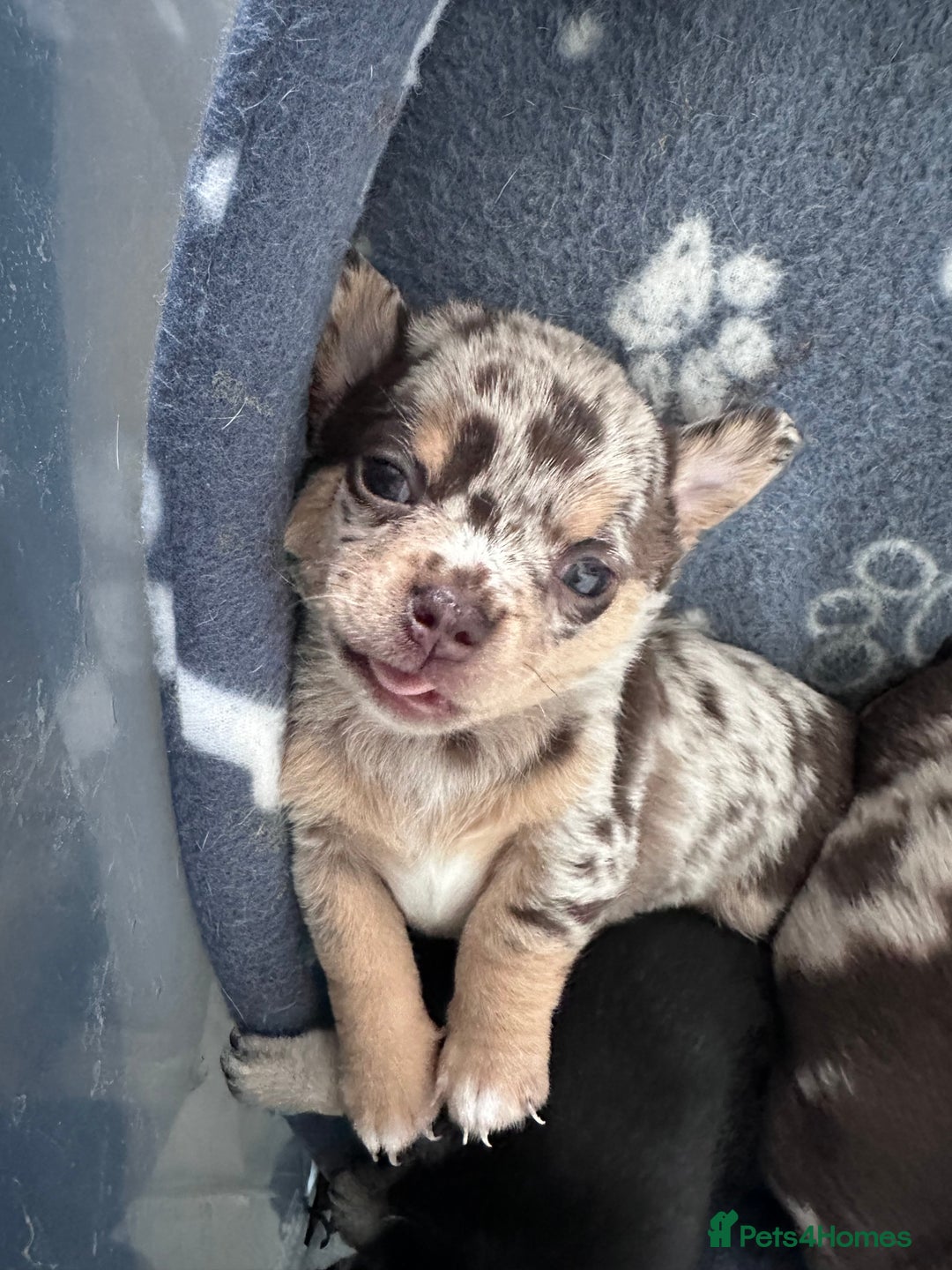 Chihuahua dogs for sale: Chihuahua pups  in London - Image 10