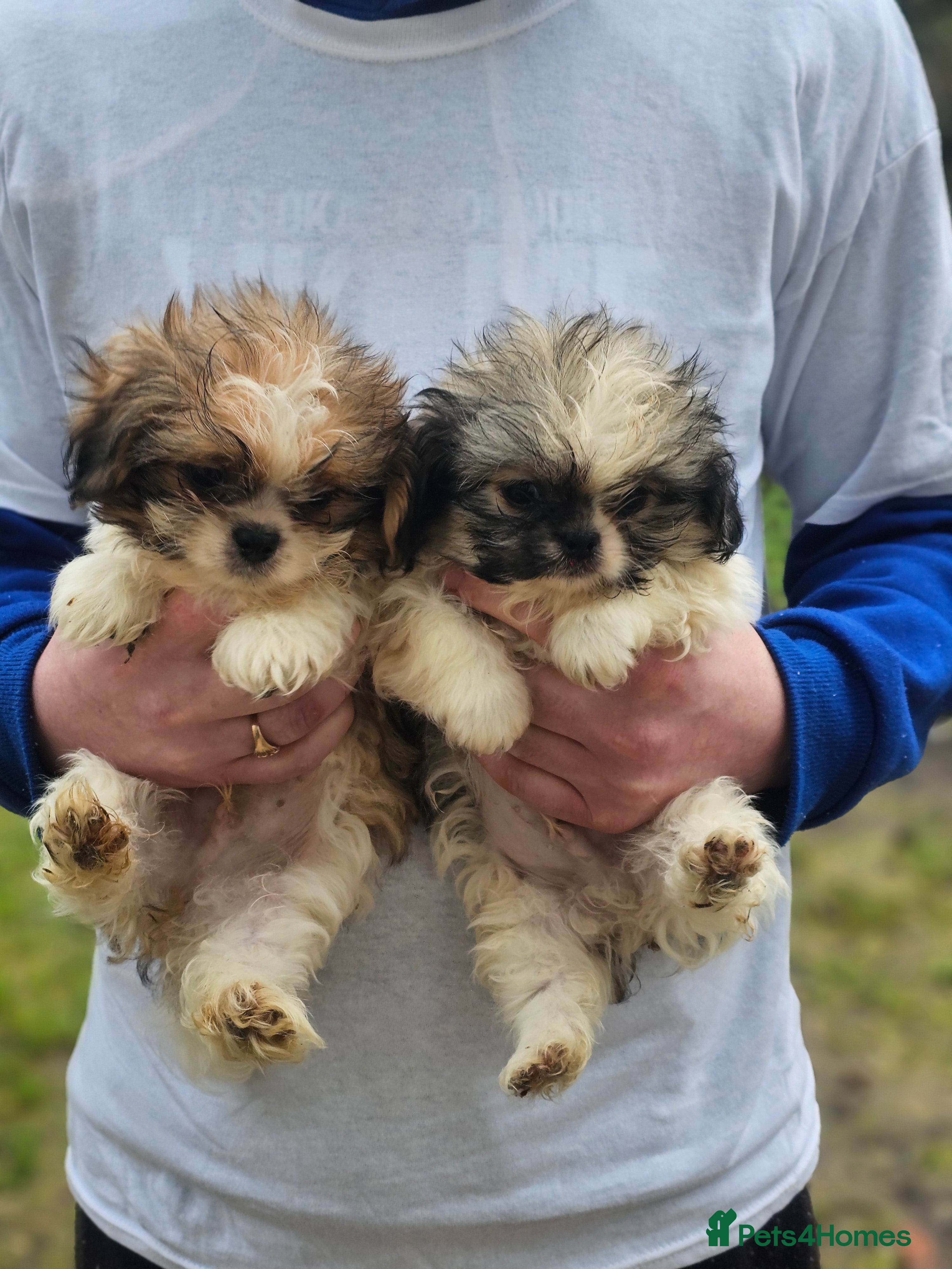 Shihpoo dogs Shih poo puppies - Advert 1