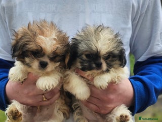 Shihpoo dogs Shih poo puppies - Advert 1