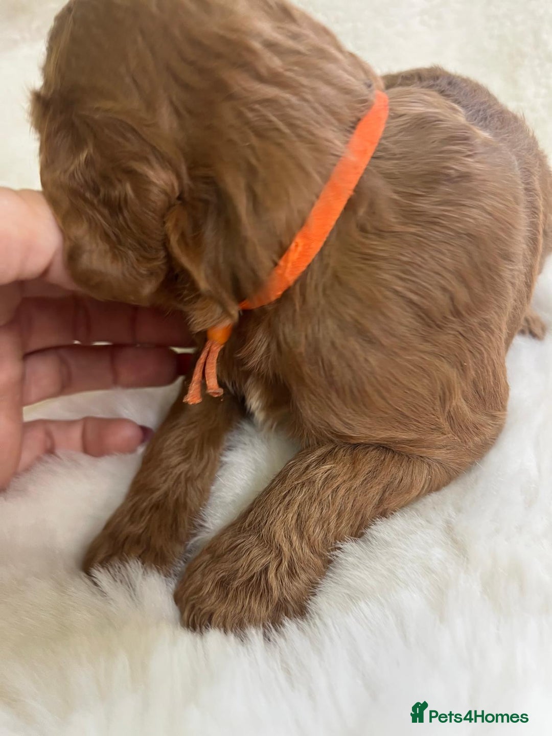Goldendoodle dogs for sale: Outstanding Quality health tested Goldendoodles  - Image 24