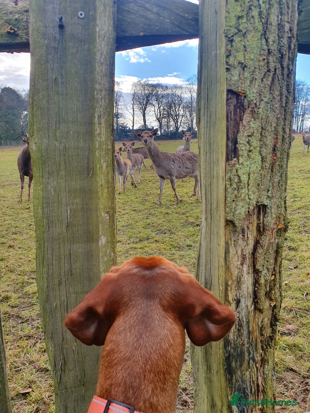 Hungarian Vizsla dogs for sale: Hungarian Vizsla Puppies - Coming Soon! - Advert 7