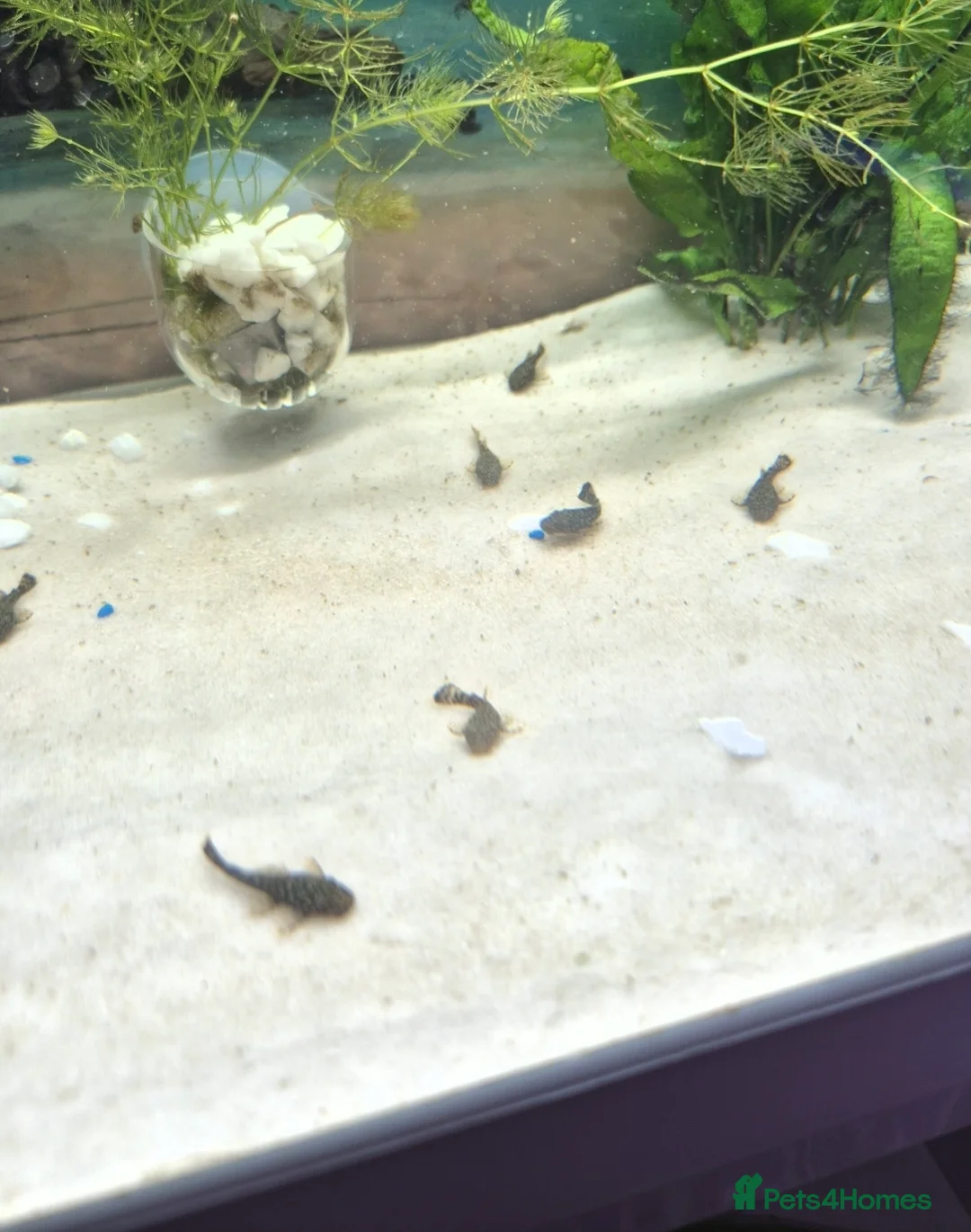 Plecos fish for sale: Bristlenose pleco fry  - Advert 2