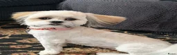 Lhasa Apso dogs for sale: Periwinkle - Advert 1