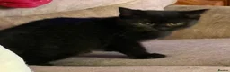 British Shorthair cats for sale: Two Beautiful BSH Black Boy Kittens-Ready now! - Advert 9