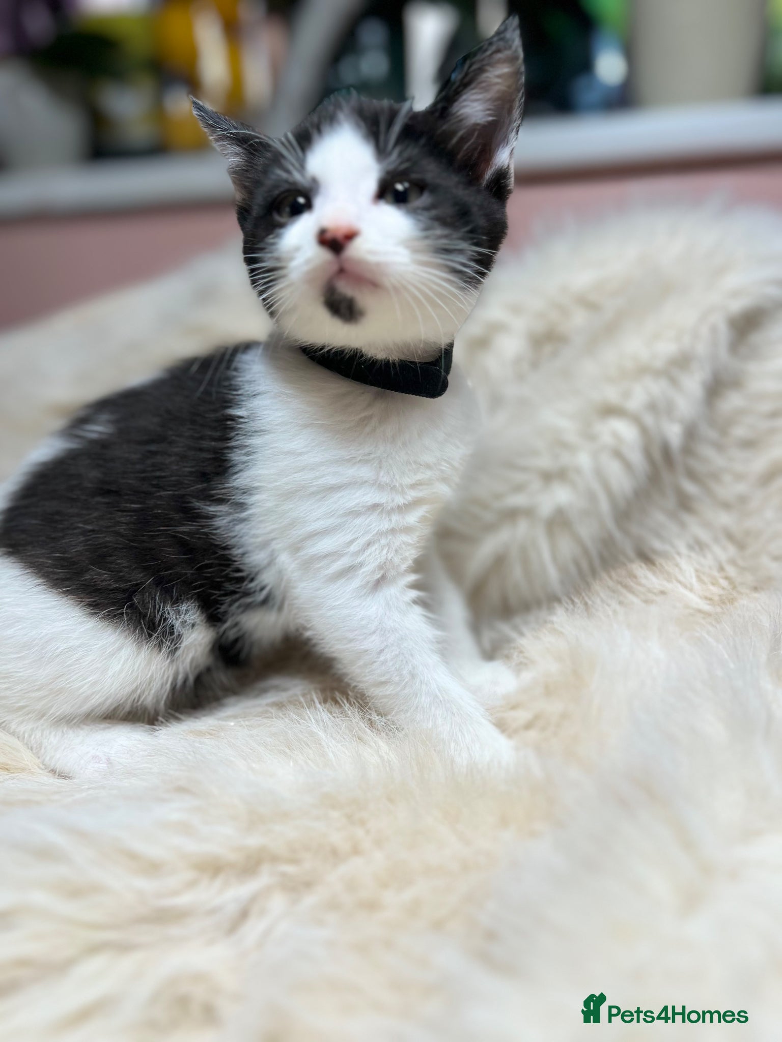 Mixed Breed cats Kittens  - Advert 2