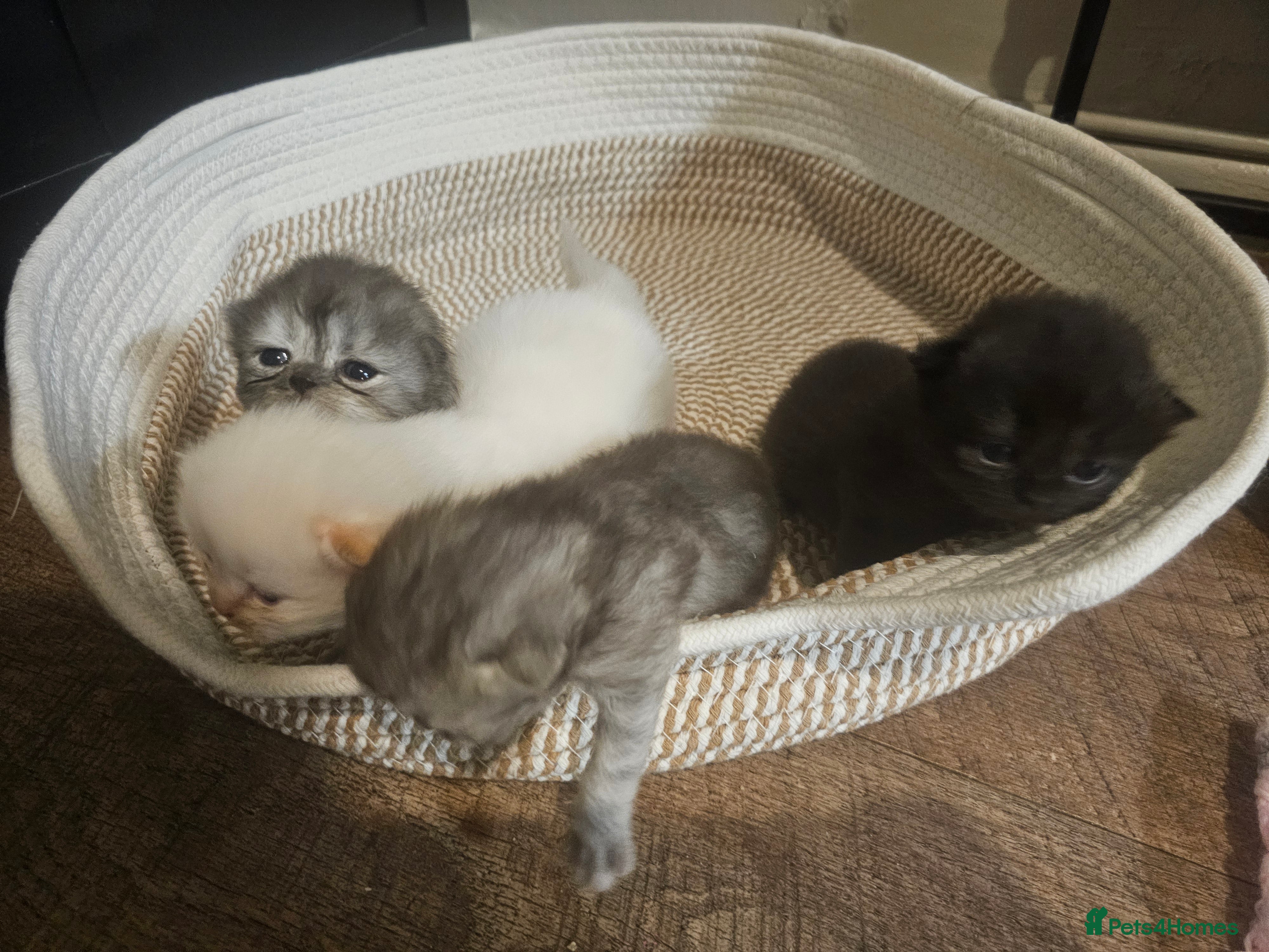 Persian cats Persian kittens for reserve🖤 - Advert 4