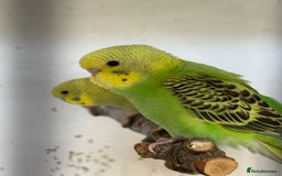 Budgerigars birds for sale: Baby budgies 8 weeks (7/11) - Image 4