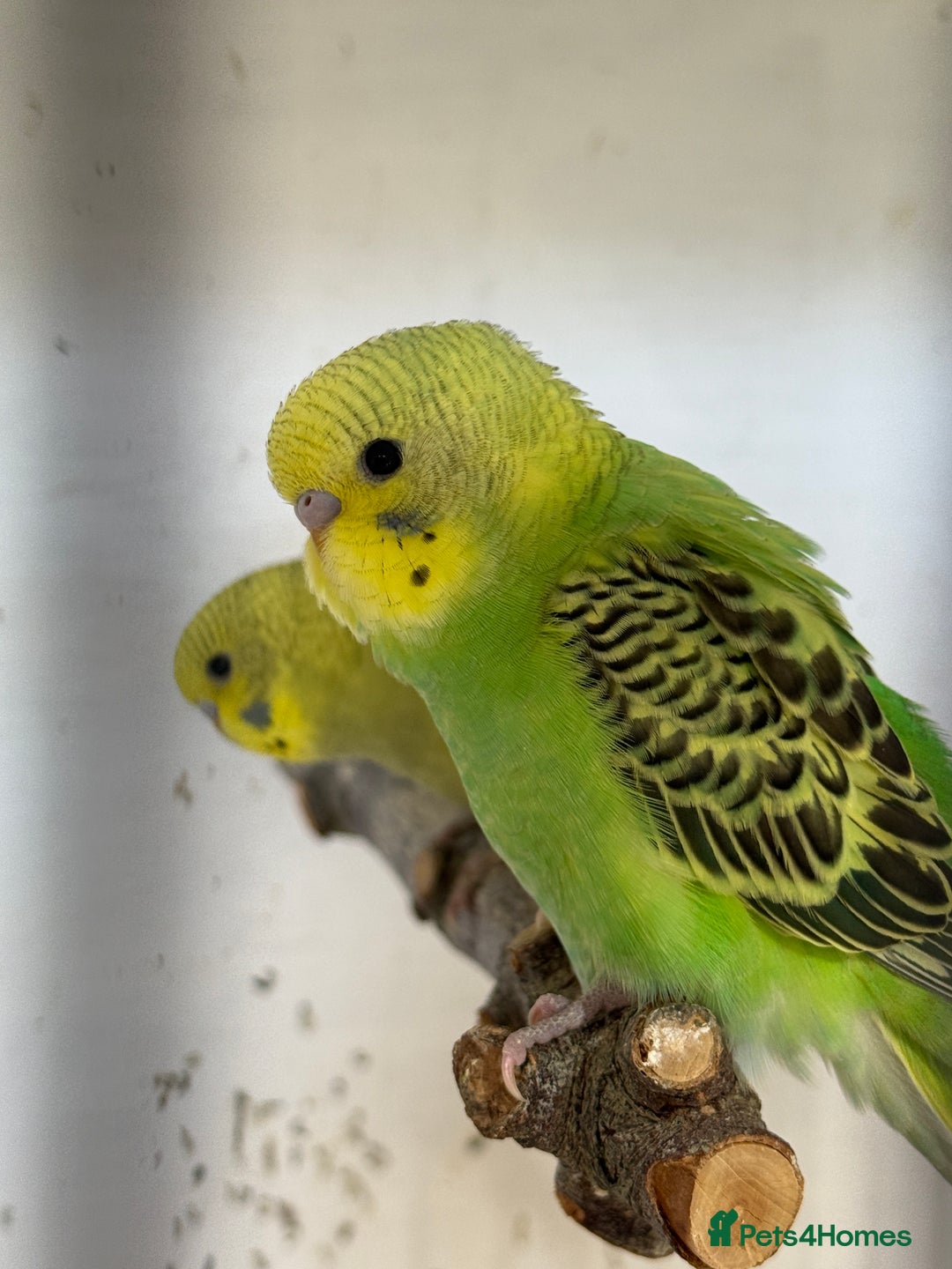 Budgerigars birds for sale: Baby budgies 8 weeks (7/11) - Image 4