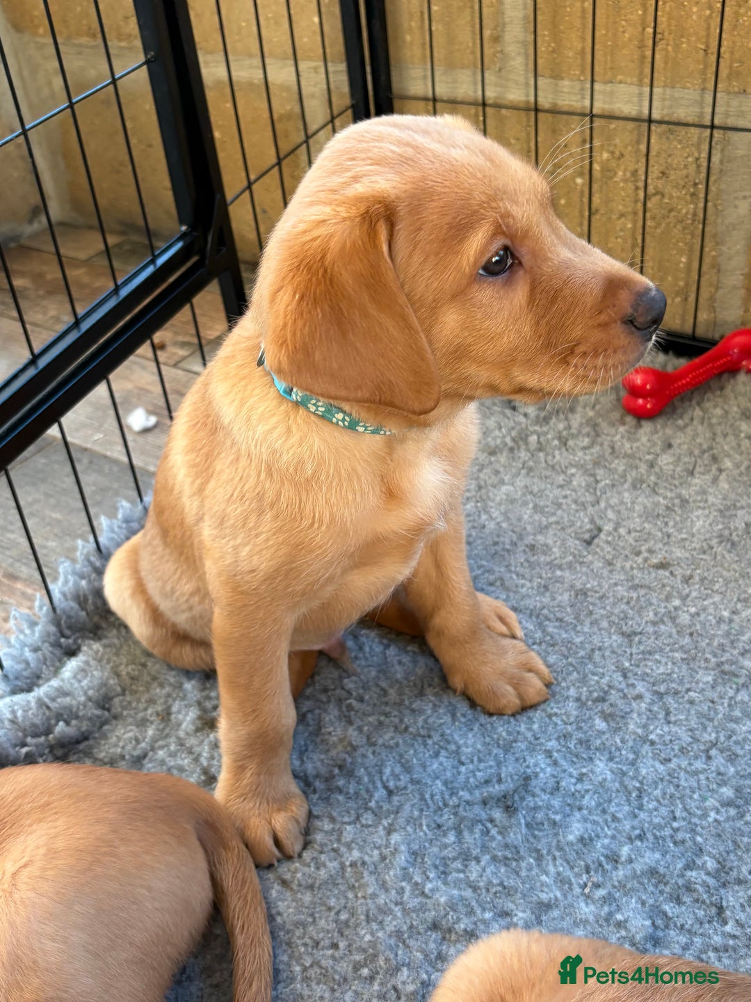Labrador Retriever dogs for sale: Fox Red Labrador puppies Fully KC registered  - Image 6
