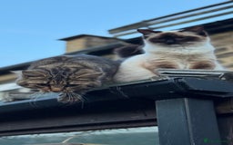 Ragdoll cats for sale: 2 Ragdoll cross Siberian  - Image 3