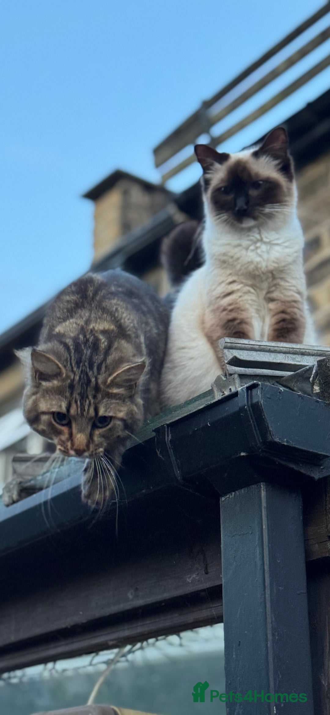 Ragdoll cats for sale: 2 Ragdoll cross Siberian  - Image 3