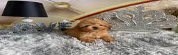 Maltipoo dogs for sale: Maltipoo Boy – Free to a Special Loving Home - Advert 4
