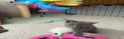 Russian Blue cats for sale: Beautiful Russian Blue Kittens - Advert 11
