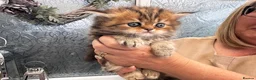 Persian cats for sale: Full Persian Kittens  in Arundel - Advert 26