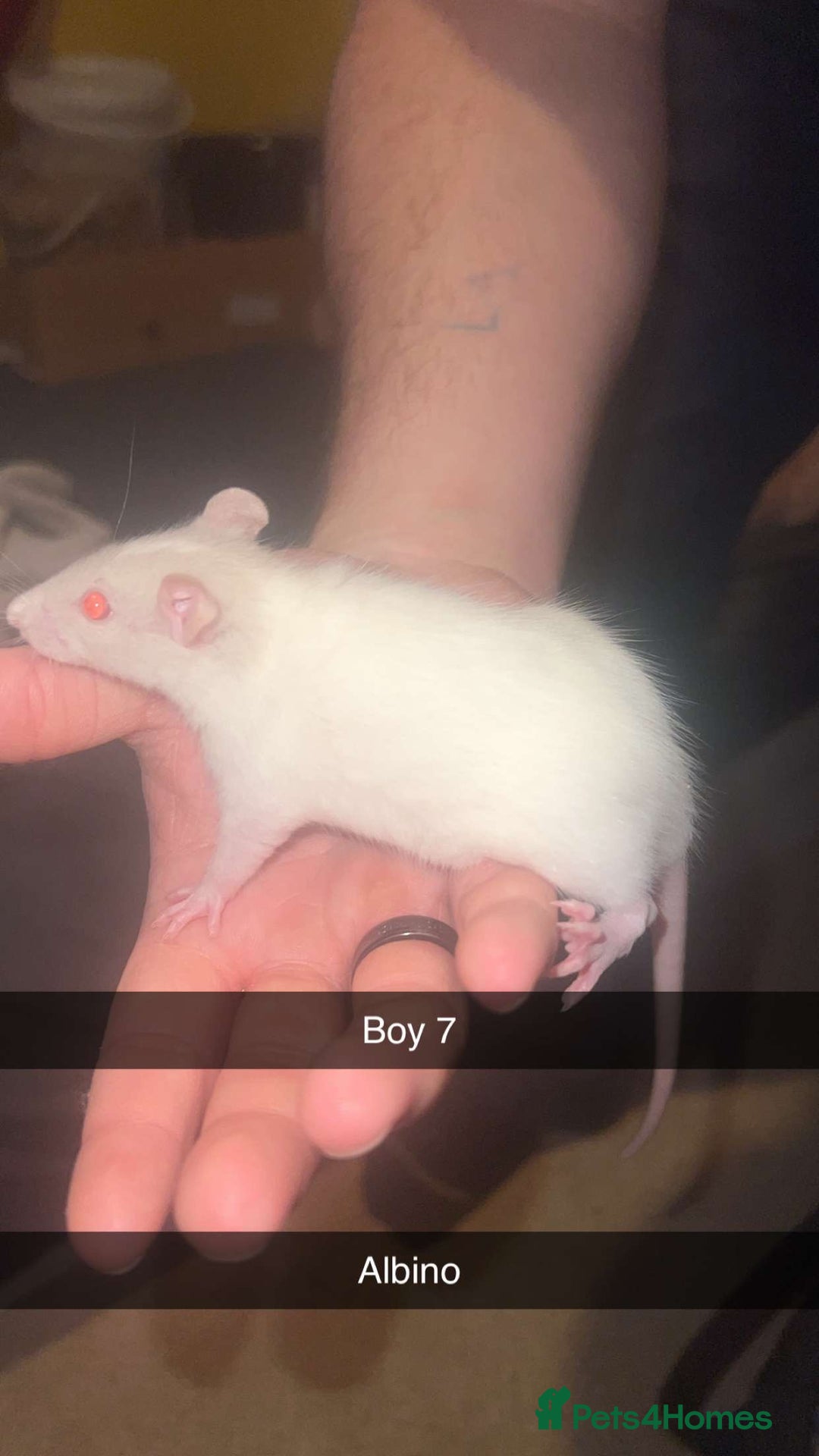 Rat rodents for sale: Rat pups - Image 9