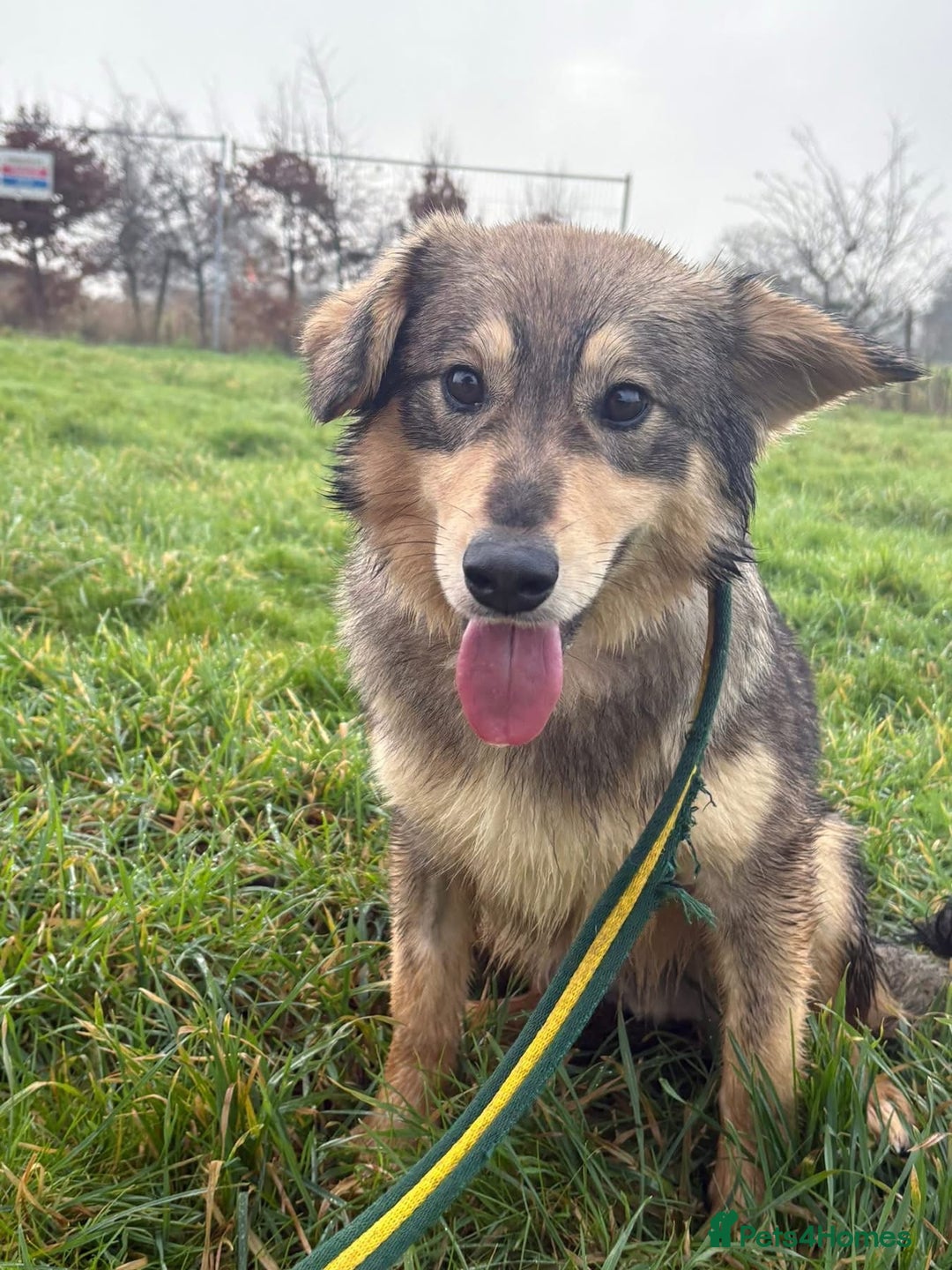 Mixed Breed dogs for adoption: Dave - Norwich Norfolk  - Advert 13