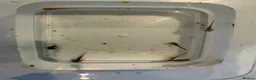 Axolotl reptiles for sale: Baby axolotls- 6 weeks old  - Advert 3