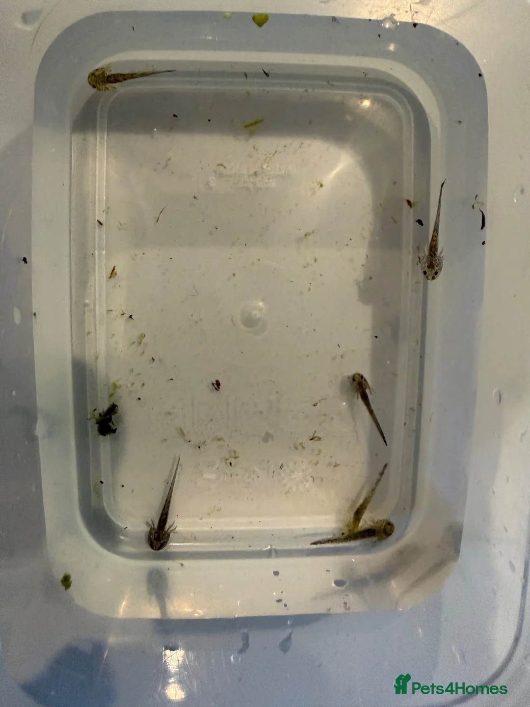 Axolotl reptiles for sale: Baby axolotls- 6 weeks old  - Advert 3