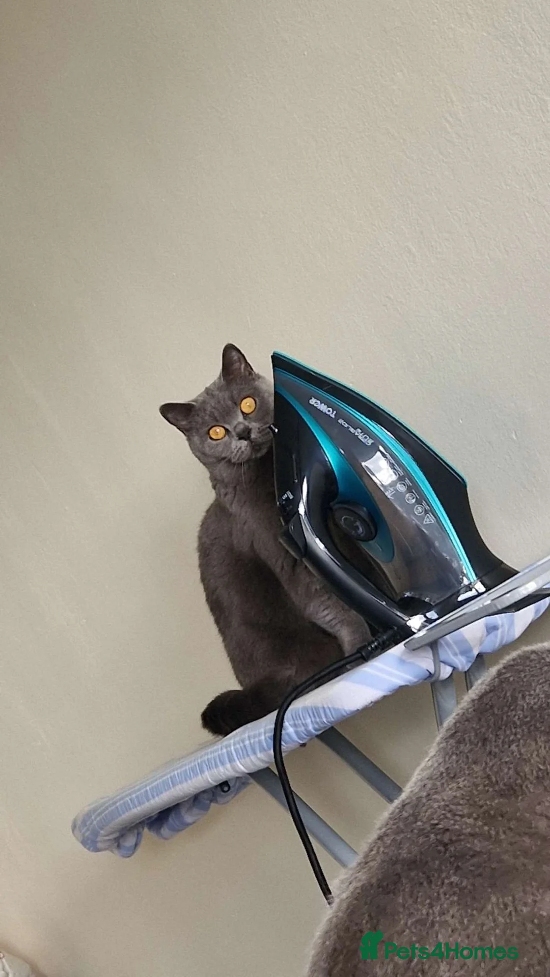 British Shorthair cats for sale: Teddy & Bear - Looking for Forever Home 🐾 in Leeds - Advert 8