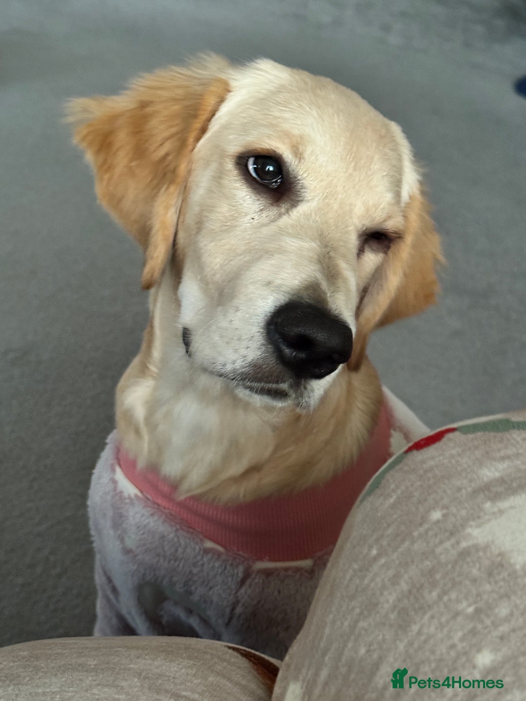 Golden Retriever dogs for sale: 7 month old female golden retriever - Advert 1