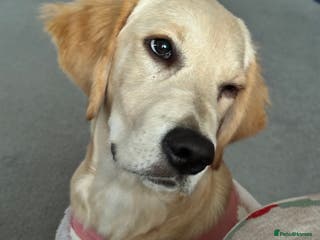 Golden Retriever dogs 7 month old female golden retriever - Advert 1