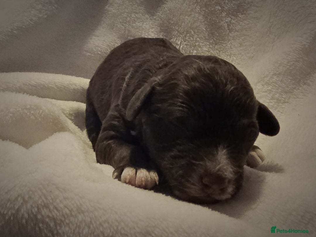 Cockapoo dogs for sale: sable & phantom & tri colour cockapoo puppies  - Image 15