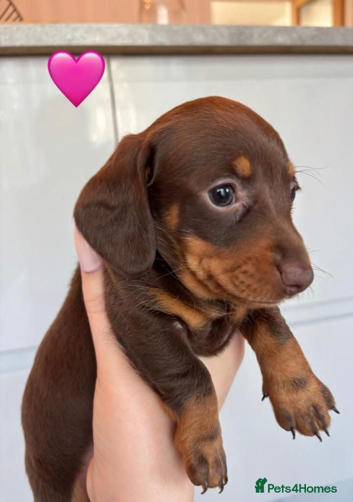 Dachshund dogs Miniature  dachshund puppies - Advert 6