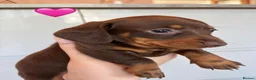 Dachshund dogs for sale: Miniature  dachshund puppies in Doncaster - Advert 2
