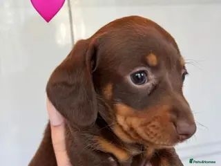 Dachshund dogs Miniature dachshund puppies - Advert 14