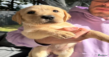Labrador Retriever dogs - Advert 4