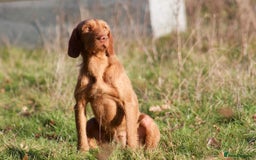 Hungarian Vizsla dogs for sale: Hungarian Wire Haired Vizslas - Image 3