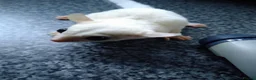 Sugar Glider rodents for sale: Adorable sugar gliders  - Advert 19