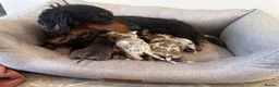 Miniature Dachshund dogs for sale: Beautiful Miniatures  - Advert 9