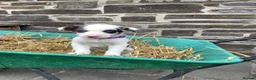 Border Collie dogs for sale: 5 Male Border Collie pups for sale in Builth Wells - Advert 3