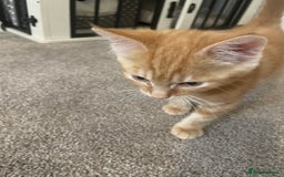 Asian cats for sale: Our lovely kitten needs to be rehome - Image 1