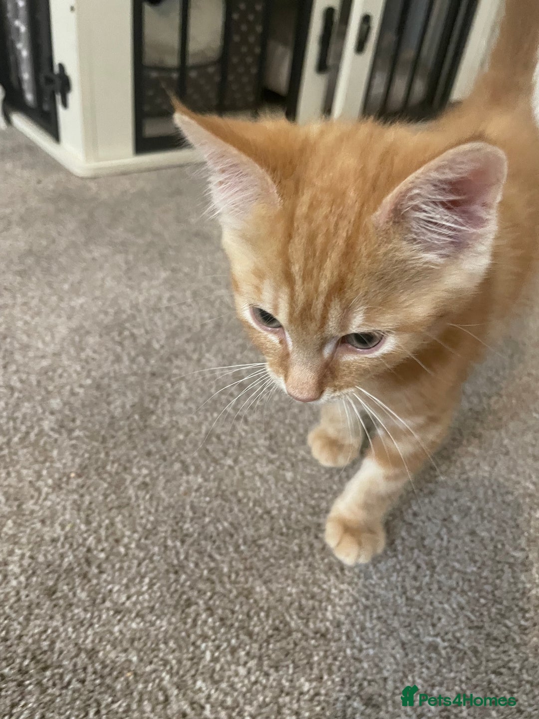 Asian cats for sale: Our lovely kitten needs to be rehome - Image 1