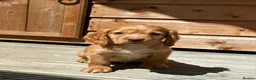Cocker Spaniel dogs for sale: Ready now cocker spaniel  - Advert 4