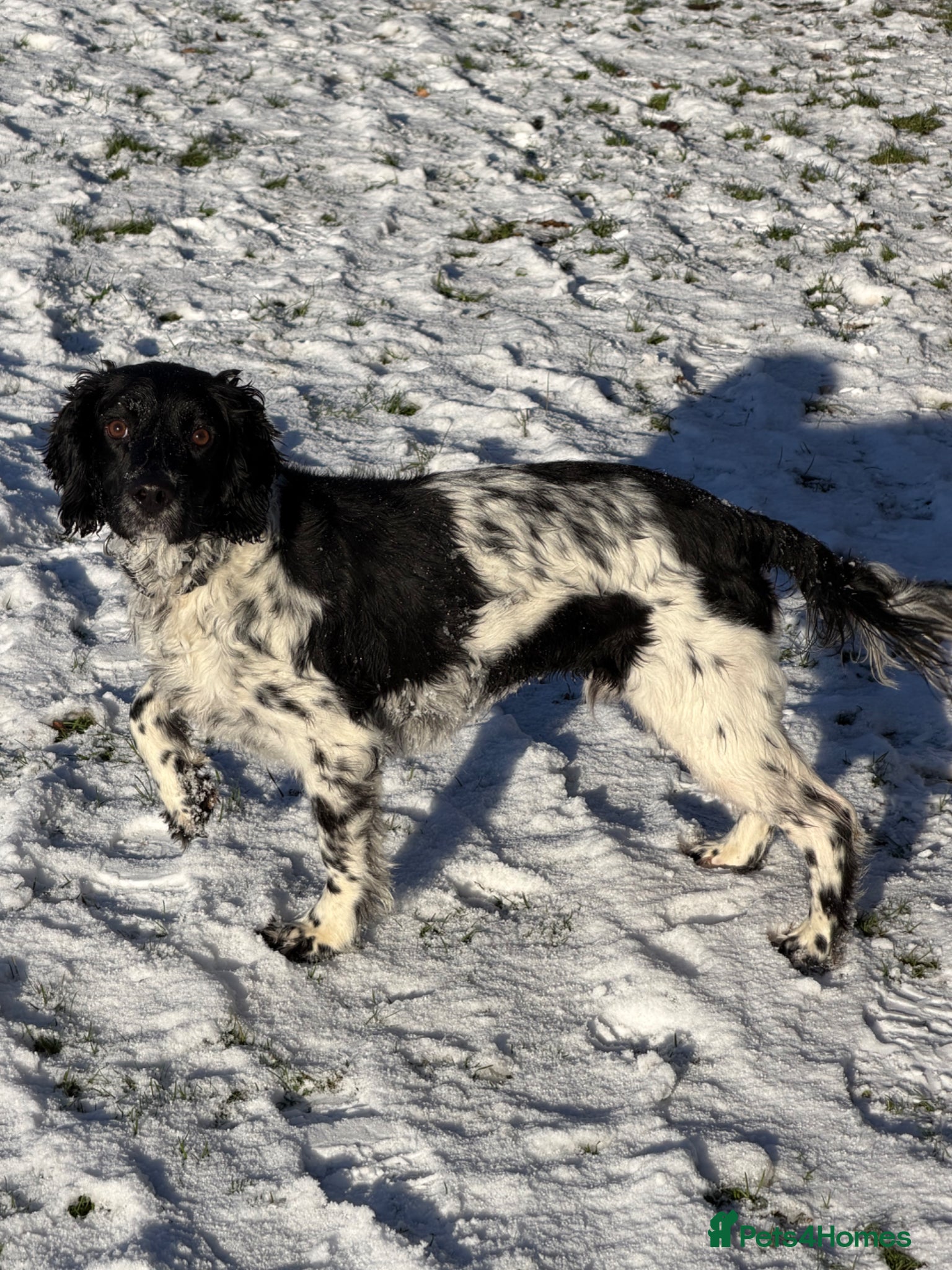 Cocker Spaniel dogs 4 year old cocker spaniel (Albie)  - Advert 4