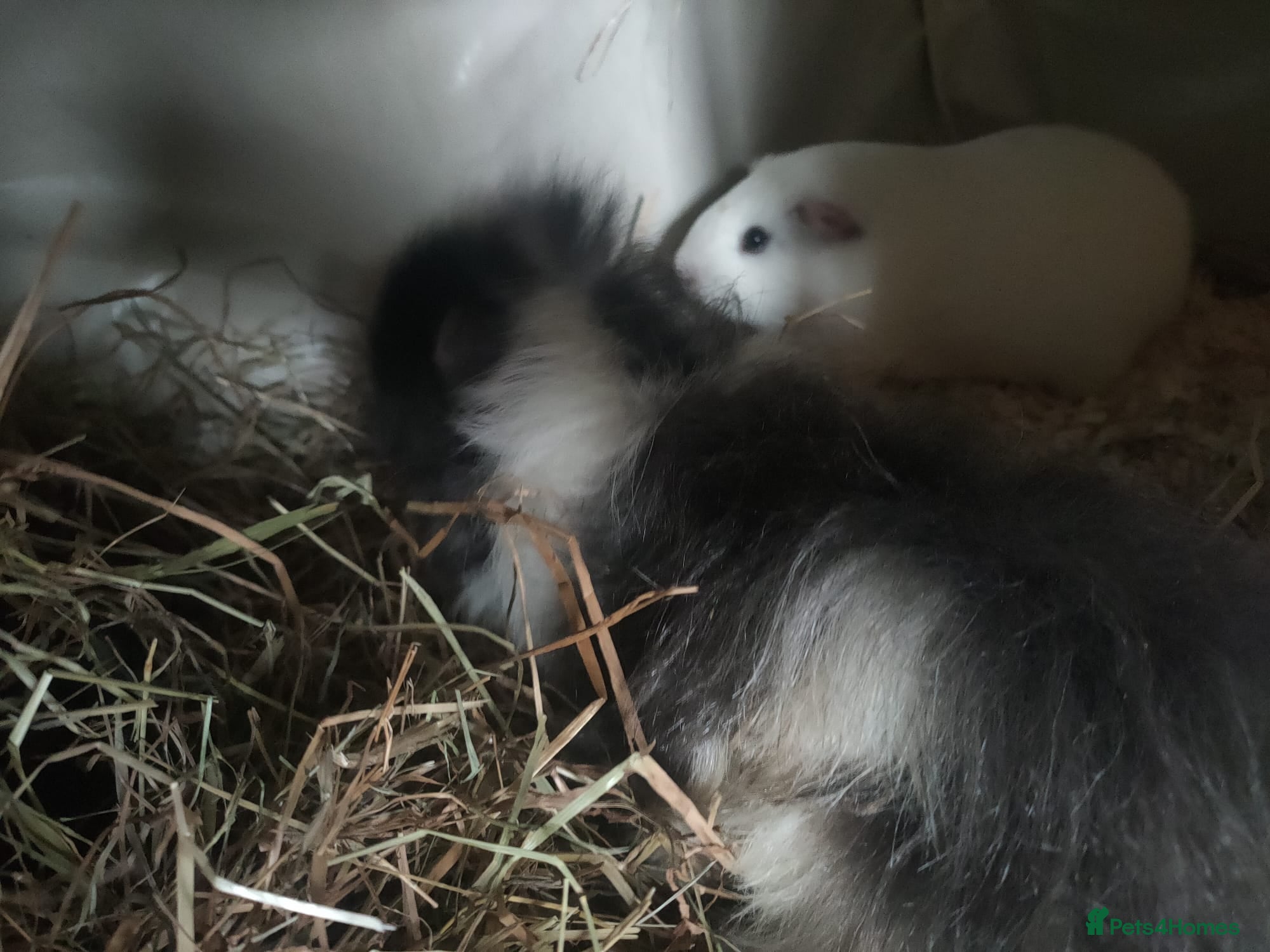 Guinea Pig rodents Trio of sow guinea pigs. Please read description. - Advert 2