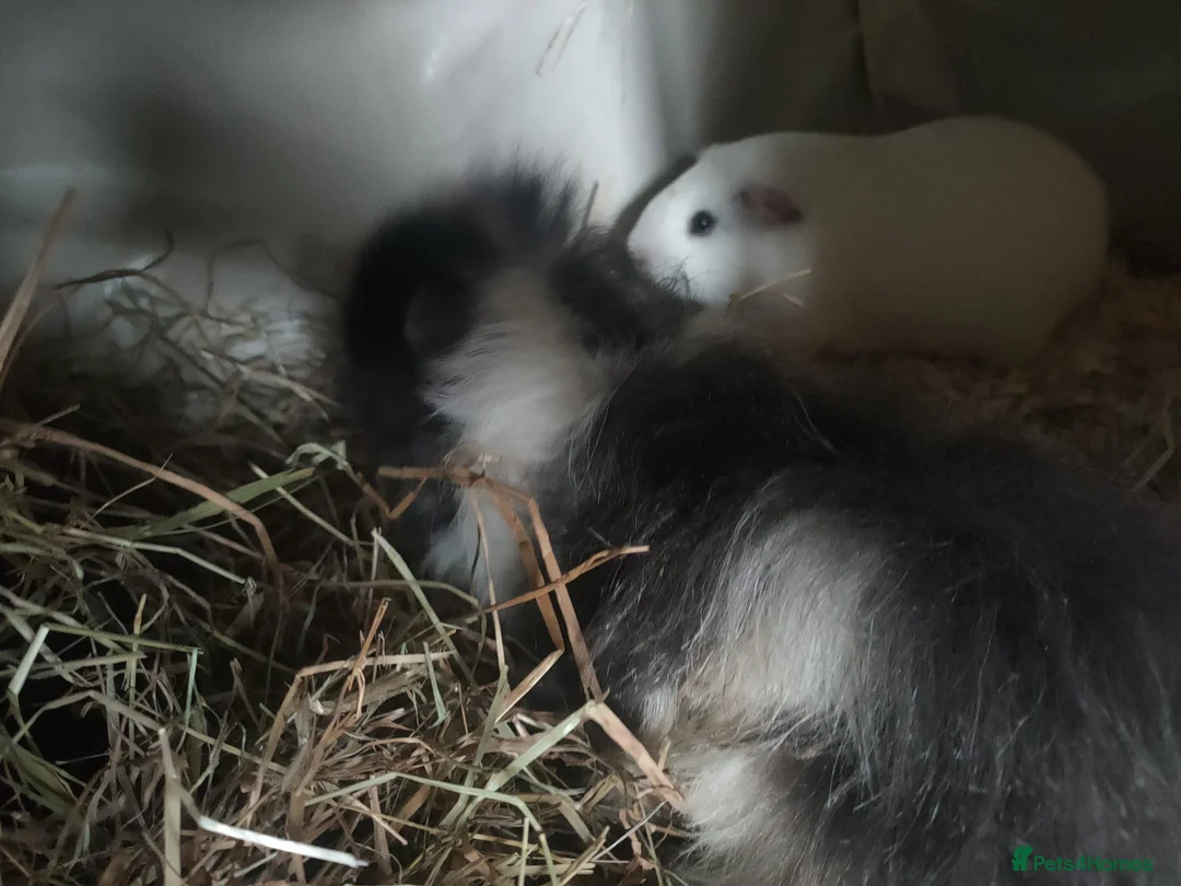 Guinea Pig rodents for sale: Trio of sow guinea pigs. Please read description. - Advert 2