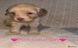 Cavapoo dogs for sale: 🐶 F1 CAVAPOO PUPPIES HEALTH TESTED PARENTS 🐶 - Advert 8