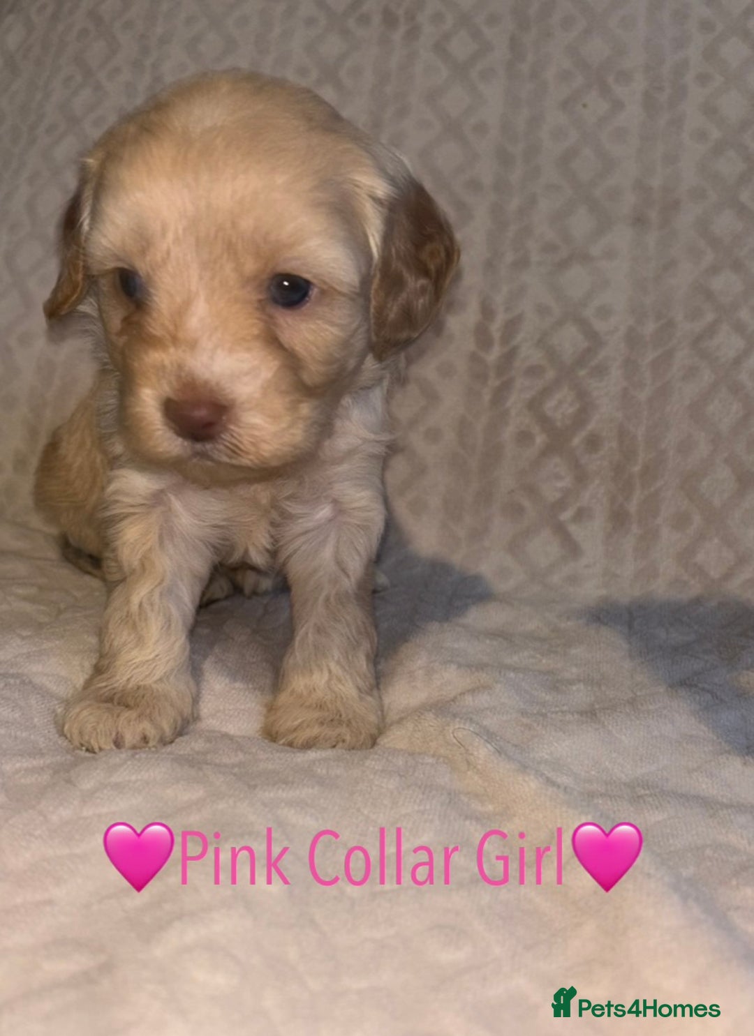 Cavapoo dogs for sale: 🐶 F1 CAVAPOO PUPPIES HEALTH TESTED PARENTS 🐶 - Advert 8