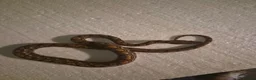 Boa Snake reptiles for sale: Young Brazillian Rainbow Boa - Advert 5