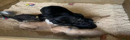 Cocker Spaniel dogs for sale: Cocker spaniel puppies  - Advert 13
