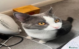 British Shorthair cats for sale: British Short Hair for sale - Image 7