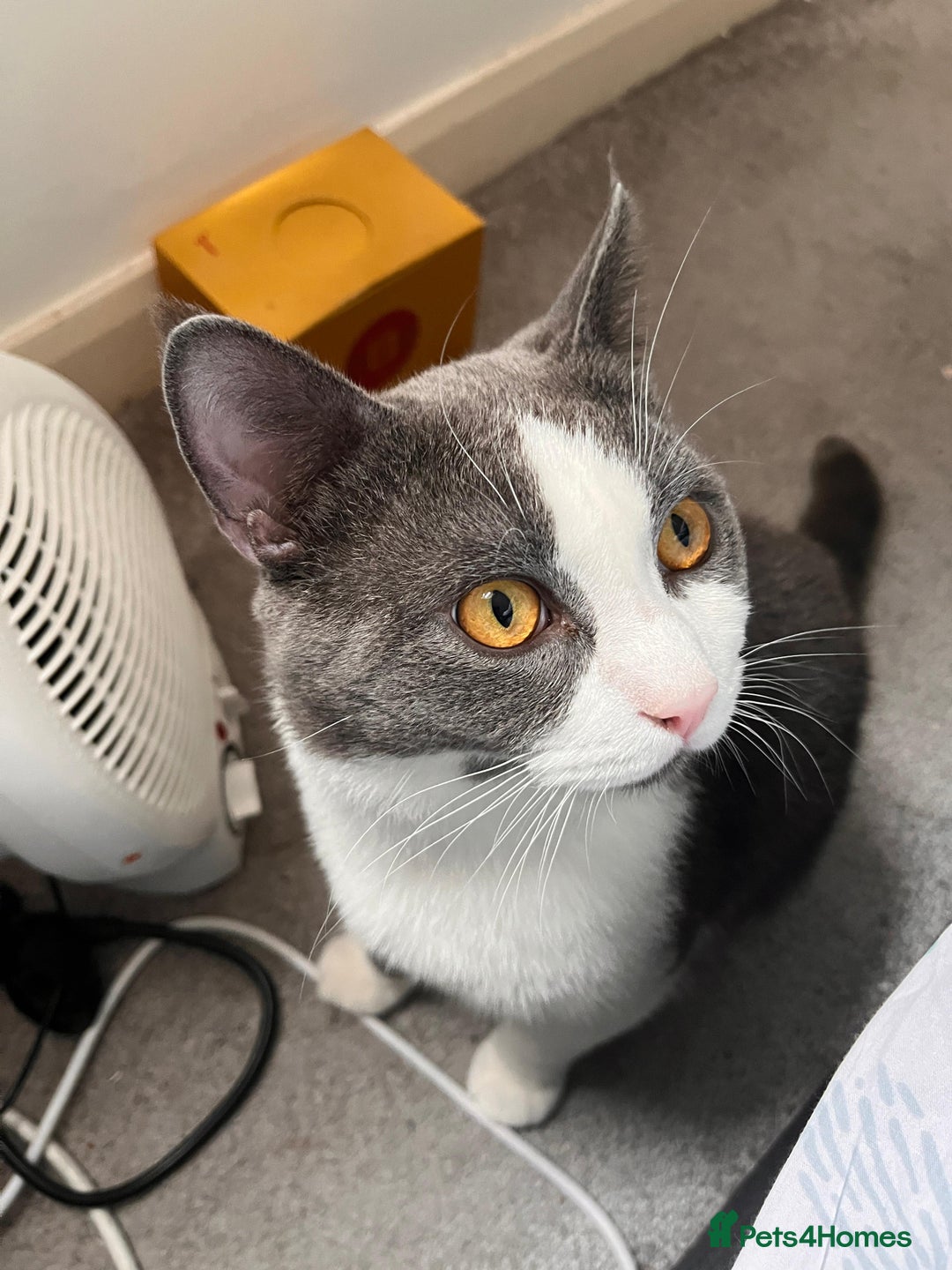 British Shorthair cats for sale: British Short Hair for sale - Image 7